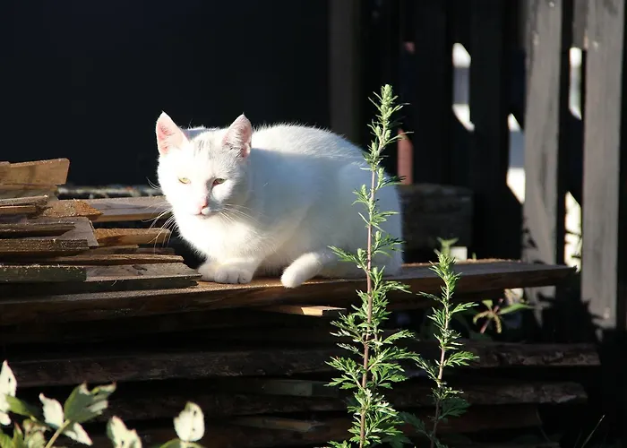 Skelgaard Ferielejlighed * Jelling