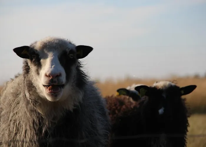 Skelgaard Ferielejlighed Appartement